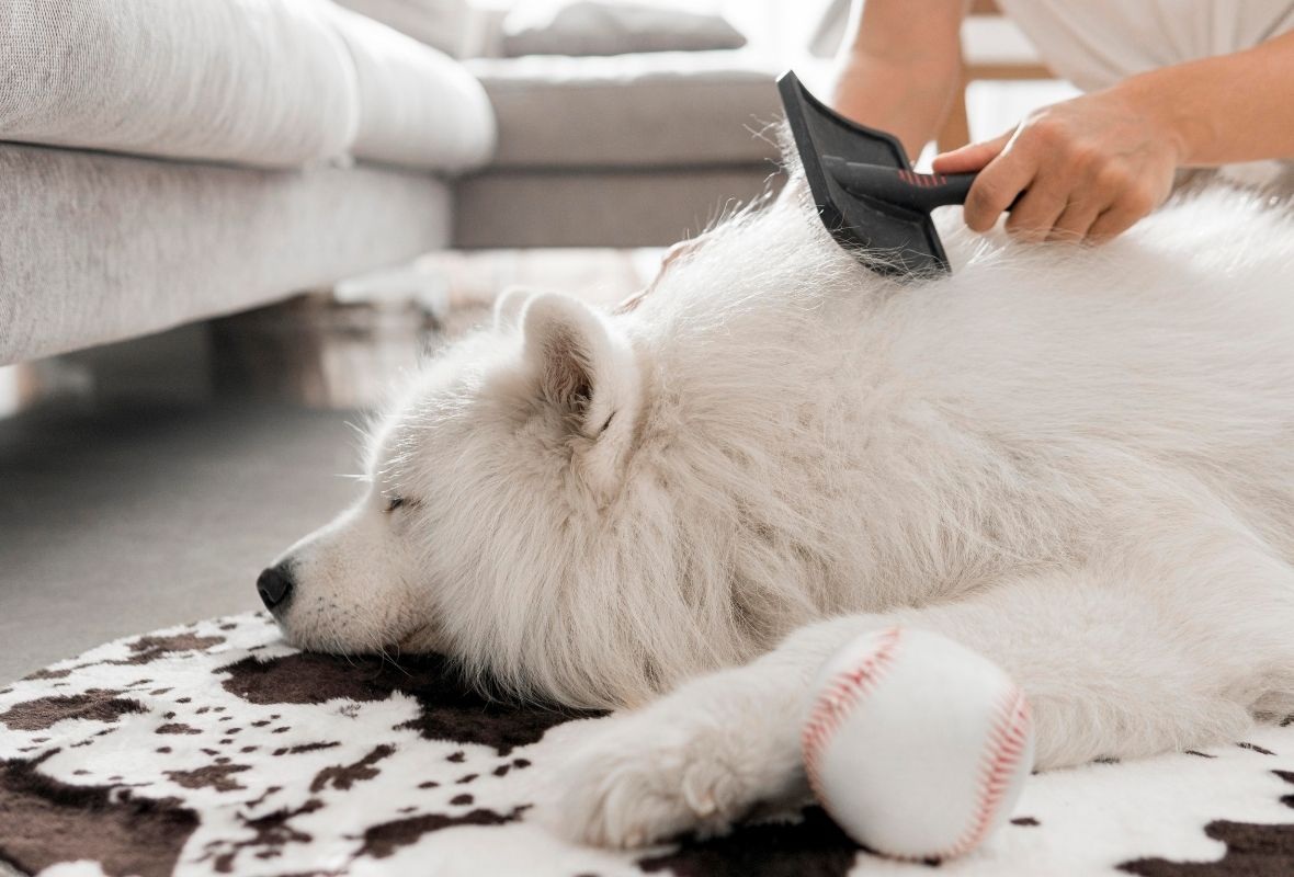 Köpeğinizin Tüyleri Neden Matlaşır? Profesyonel Bakımın Önemi
