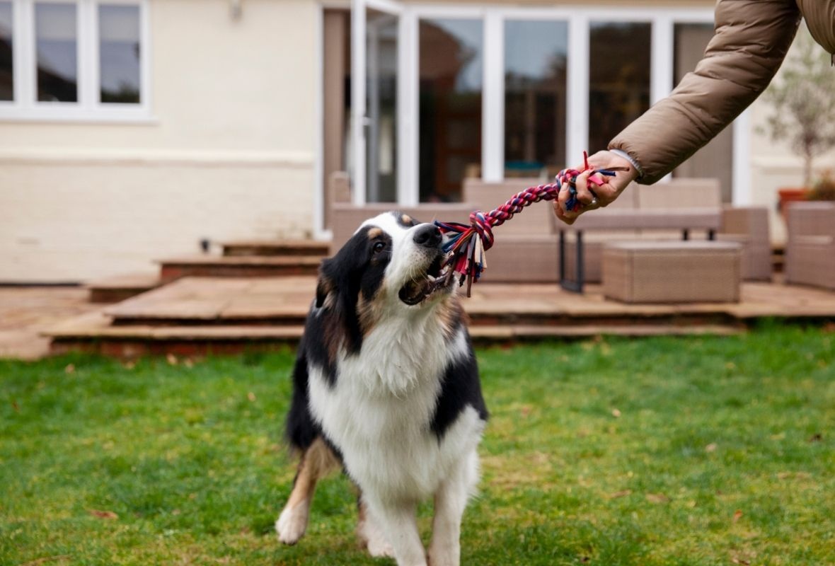 Köpeğiniz Neden Diğer Köpeklerle Vakit Geçirmeli?